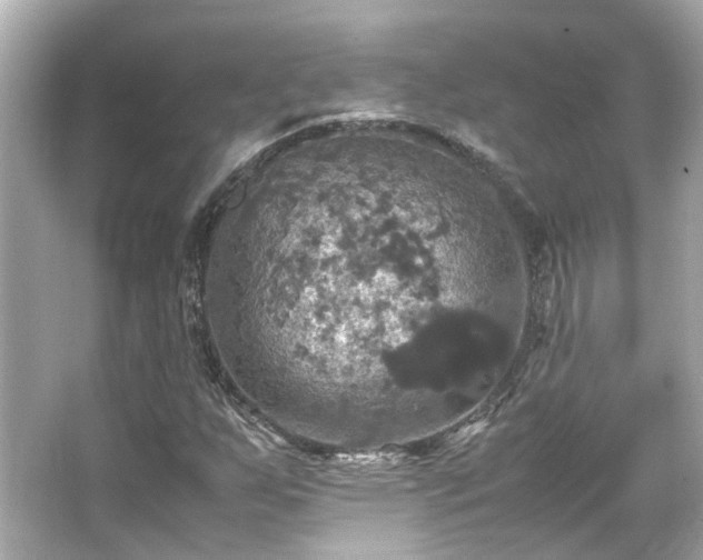 X0000066541255200603201416