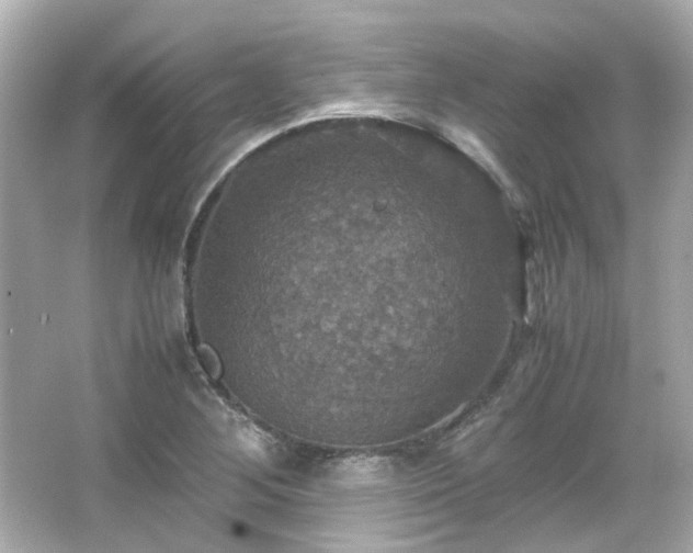 X0000066541268200603201416