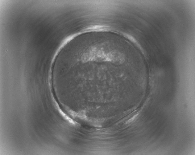 X0000066541421200603201414