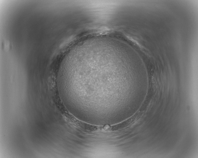 X0000066541447200603201413