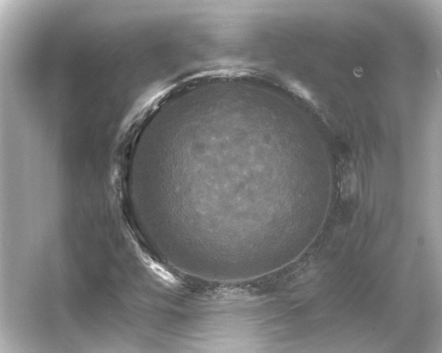 X0000066541448200603201413