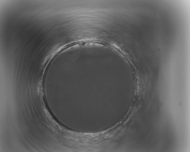 X0000066540002200603241423