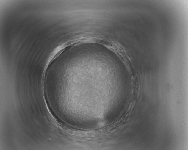 X0000066540003200603241423