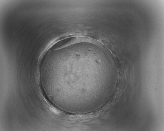 X0000066540005200603241423