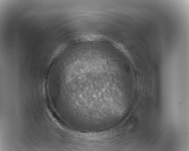 X0000066540010200603241423