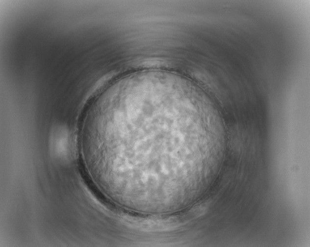 X0000066540016200603241423