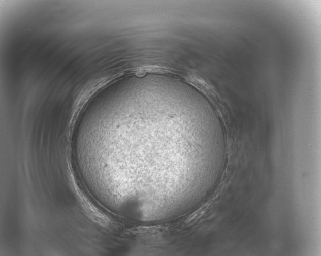 X0000066540049200603241422