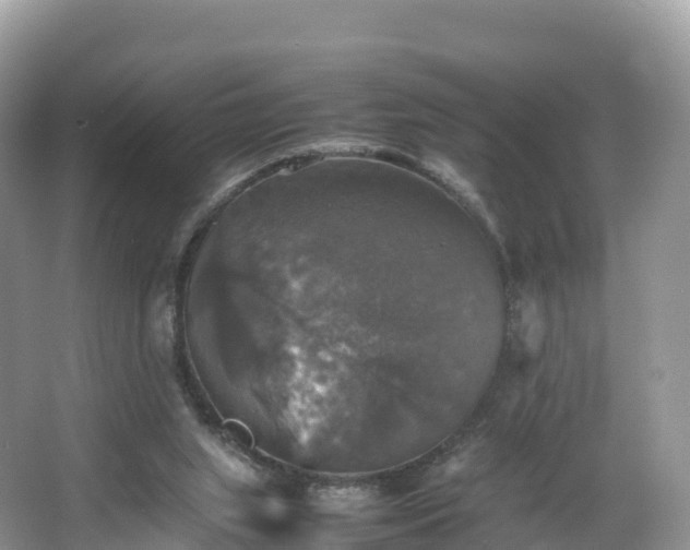 X0000066540063200603241422