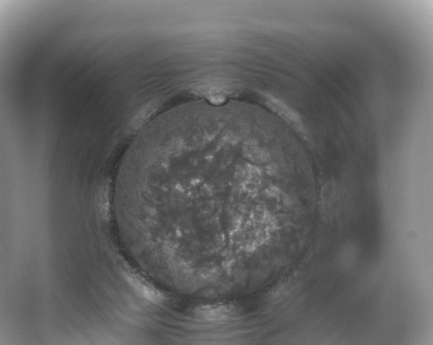 X0000066540065200603241422