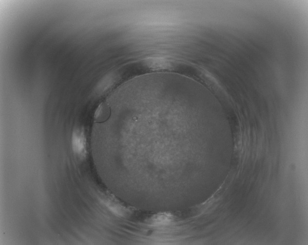 X0000066540124200603241421