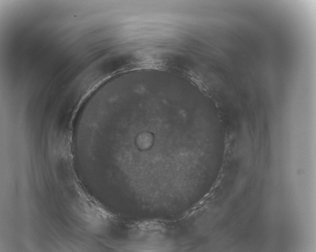 X0000066540146200603241420