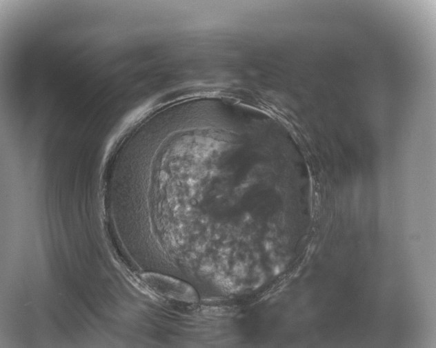 X0000066540149200603241420