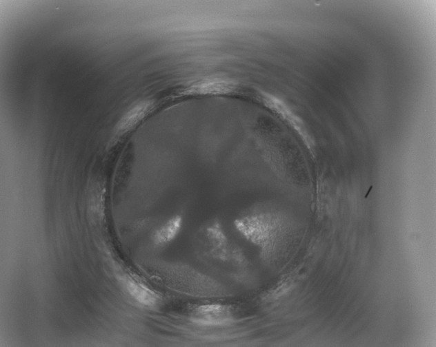 X0000066540153200603241420