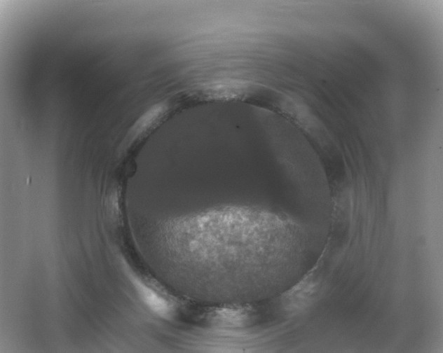 X0000066540166200603241420