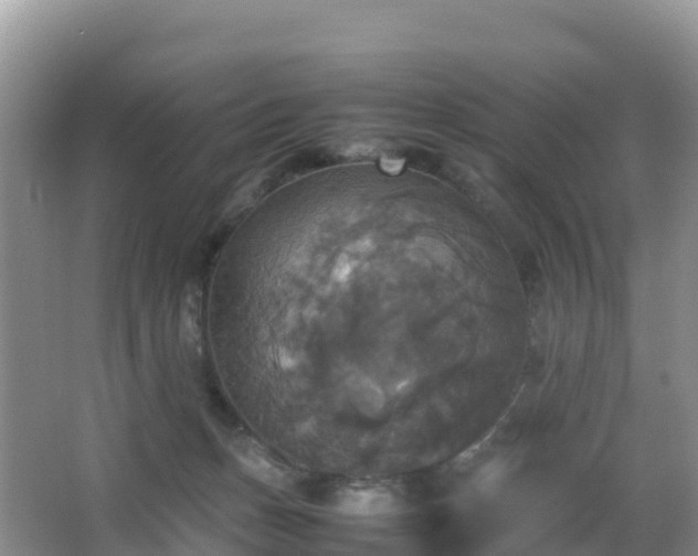 X0000066540175200603241420