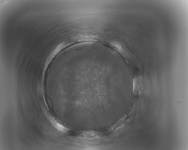 X0000066540195200603241420