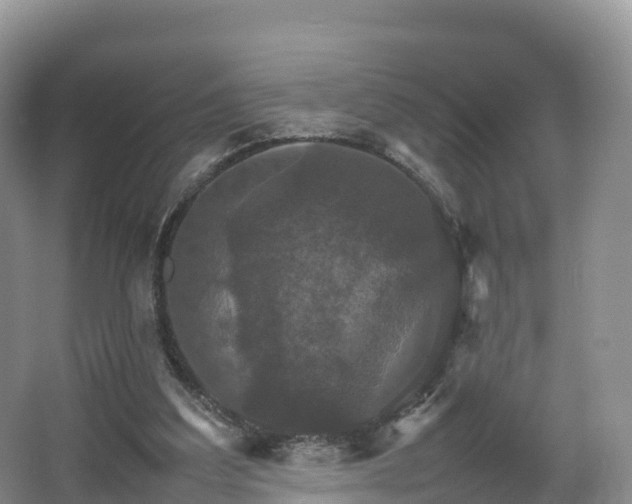 X0000066540203200603241420