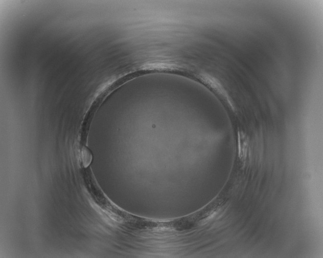 X0000066540204200603241420