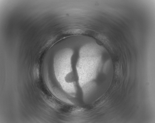 X0000066540206200603241420