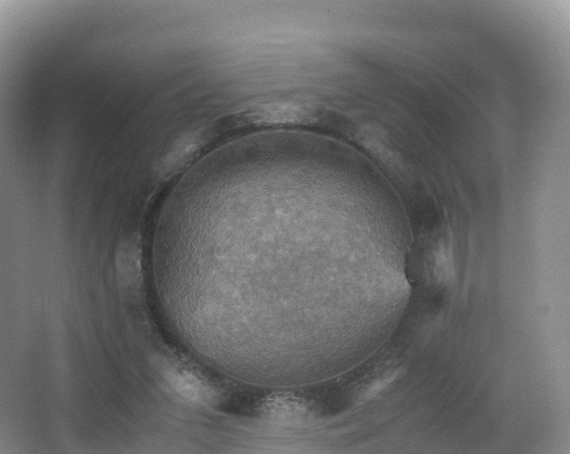 X0000066540207200603241420