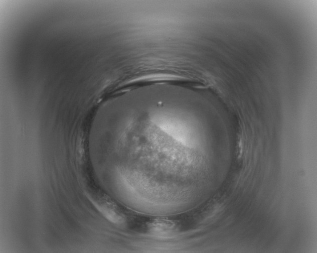 X0000066540215200603241420