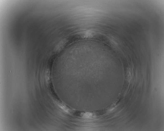 X0000066540230200603241419