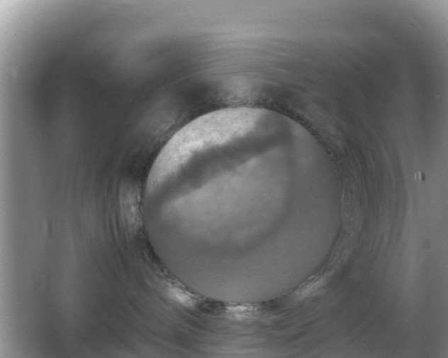 X0000066540240200603241419