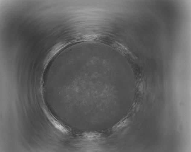 X0000066540242200603241418