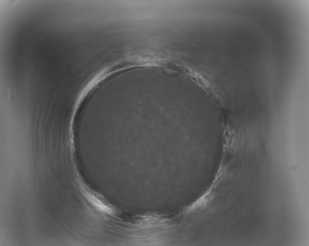 X0000066540246200603241418