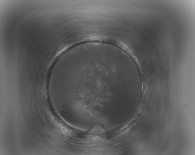 X0000066540249200603241418