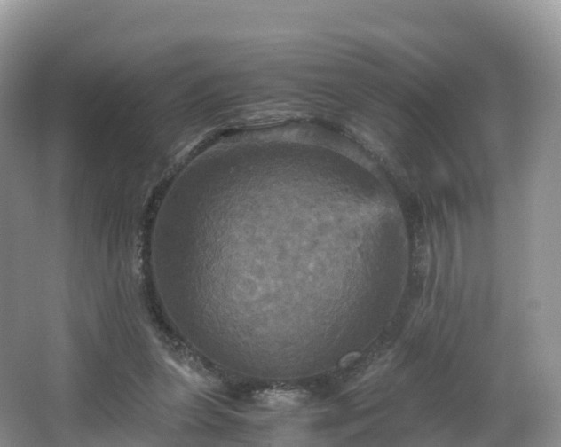 X0000066540255200603241419