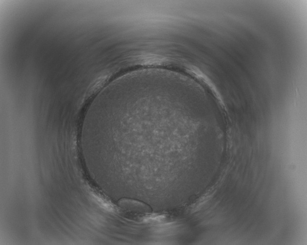 X0000066540257200603241419