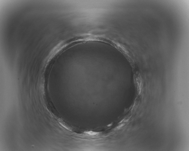 X0000066540295200603241418