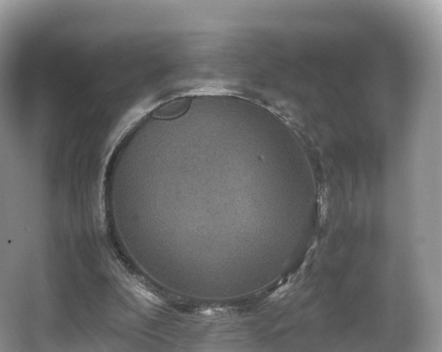 X0000066540296200603241418