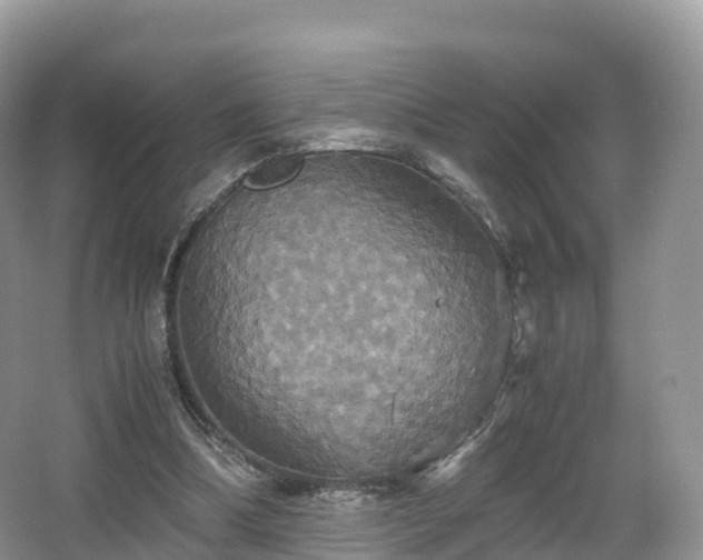 X0000066540298200603241418