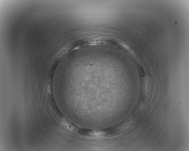 X0000066540313200603241418