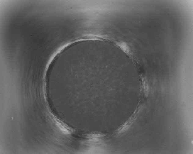 X0000066540342200603241417