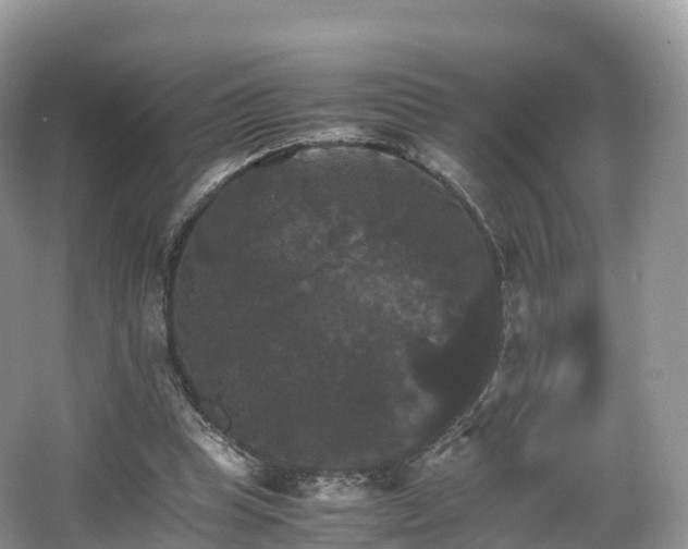 X0000066540345200603241417