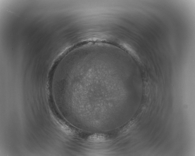 X0000066540354200603241417