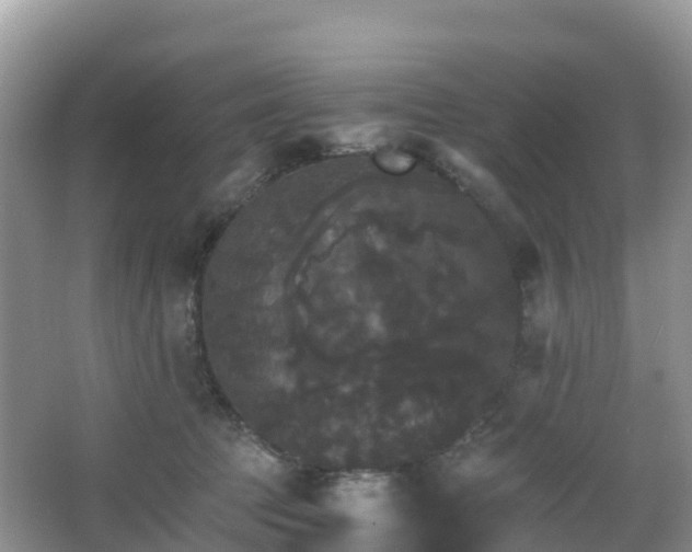 X0000066540369200603241417