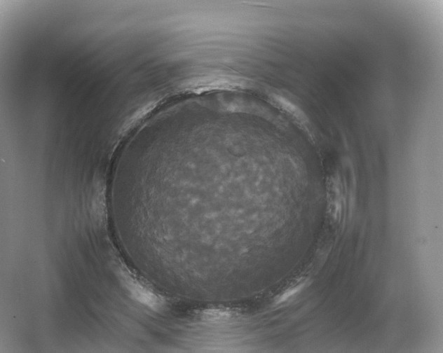 X0000066540394200603241417