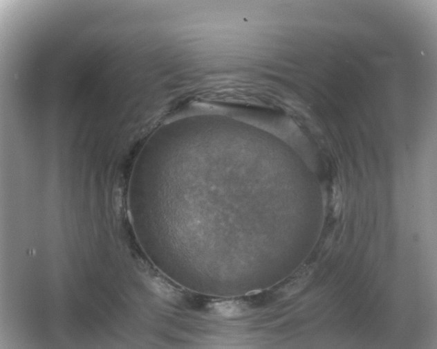 X0000066540417200603241416