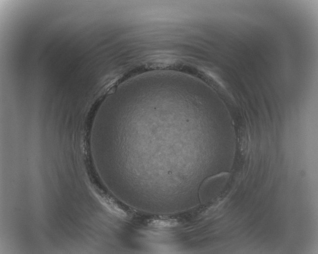 X0000066540455200603241415