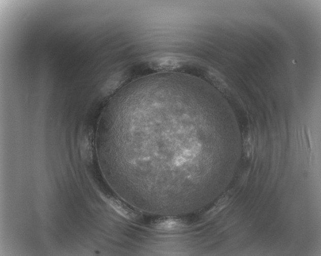 X0000066540460200603241416