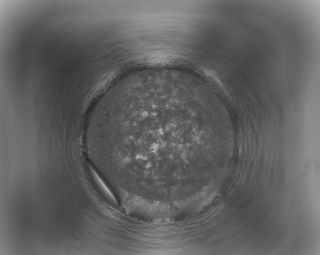 X0000066540495200603241415