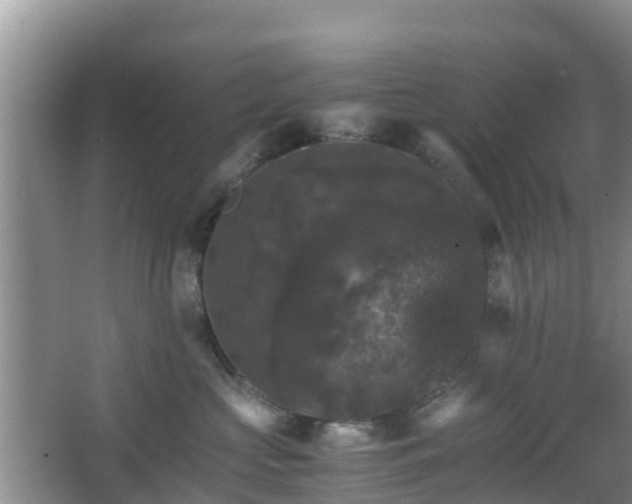 X0000066540573200603241414