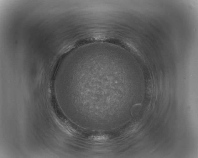 X0000066540639200603241412