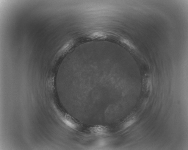 X0000066540652200603241412