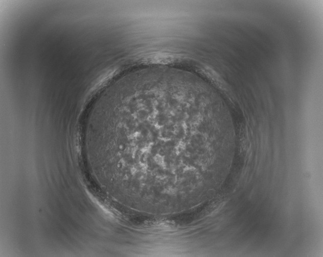 X0000066540683200603241412