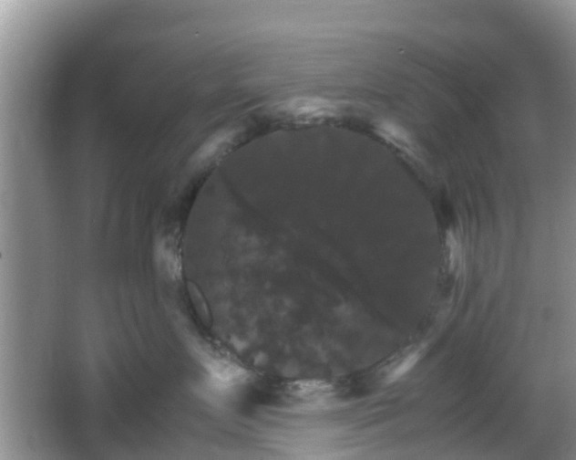 X0000066540719200603241411